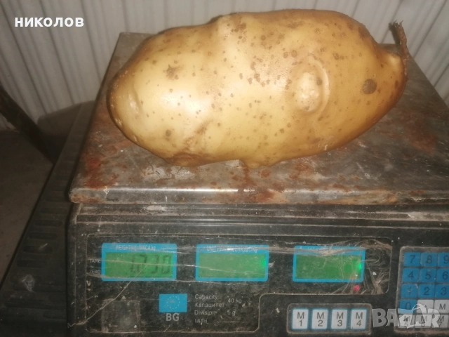 картофи за пълнене , снимка 2 - Други - 52579866