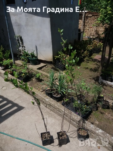 Арония - Растението чудо! , снимка 13 - Градински цветя и растения - 53743992