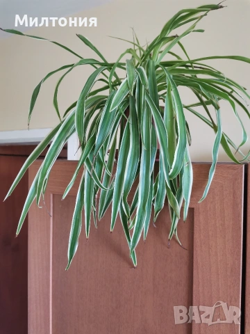 хлорофитум , снимка 2 - Стайни растения - 53844090