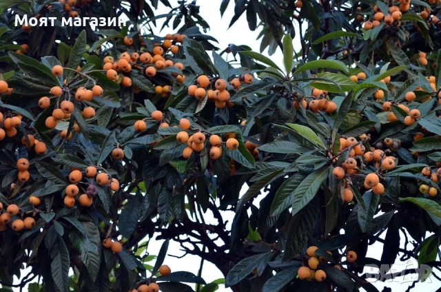 Японска Мушмула, снимка 5 - Градински цветя и растения - 53632490