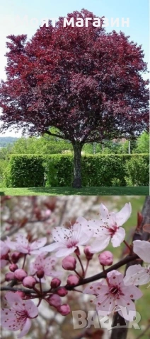 Червенолистна слива , снимка 3 - Градински цветя и растения - 53630781