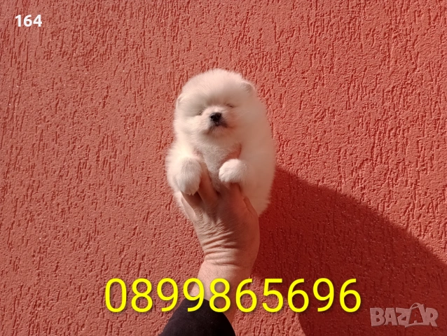 Женско мини Померанче. Реални снимки! Померан., снимка 5 - Померан - 53612873