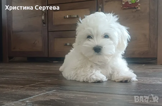 Продавам малтийска болонка, снимка 7 - Болонка - 56182736
