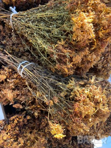 Жълт кантарион звъниче