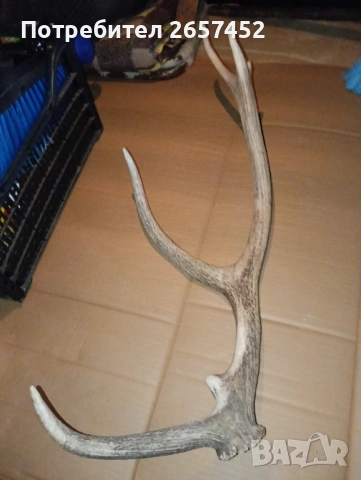Рог от елен , снимка 6 - Декорация за дома - 53842371