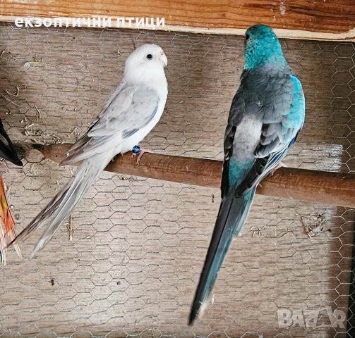 Продавам двойка Пойни , снимка 2 - Папагали - 52891678