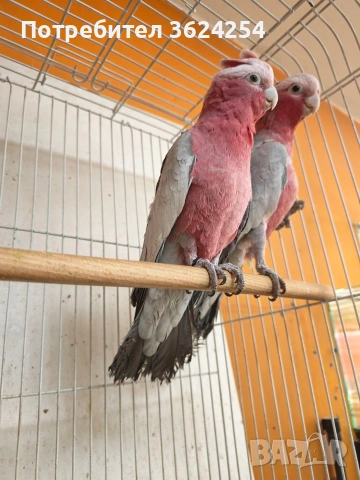 продавам чифт розови какадута, снимка 5 - Папагали - 53825153