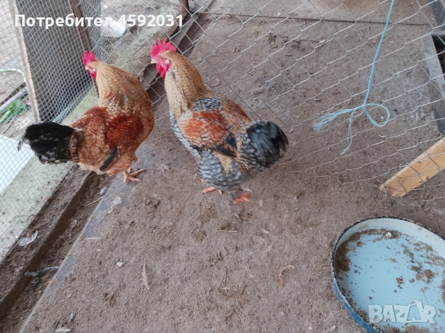 Петлета, снимка 15 - Кокошки и пуйки - 52930601