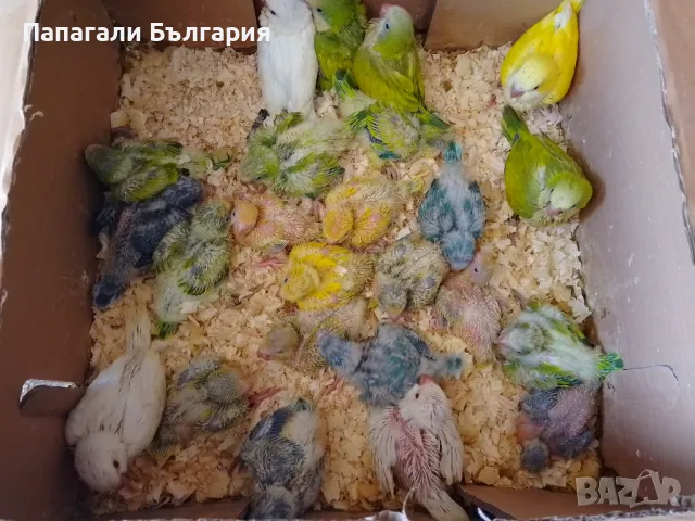 Ръчно хранени папагалчета Монах