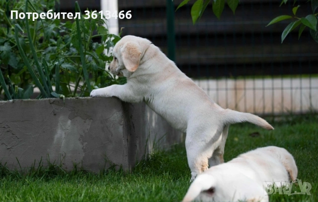 Чистокръвни Лабрадор ретривър , снимка 2 - Лабрадор ретривър - 53201441