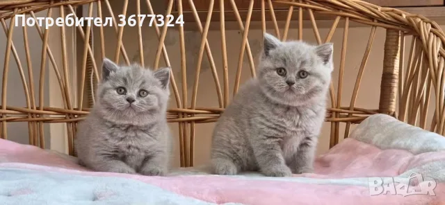 Британски късокосмести котета , снимка 3 - Британска късокосместа - 56184876