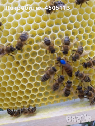 Пчелни семейства и одводки на 4 рамки, снимка 4 - За пчели - 53810129