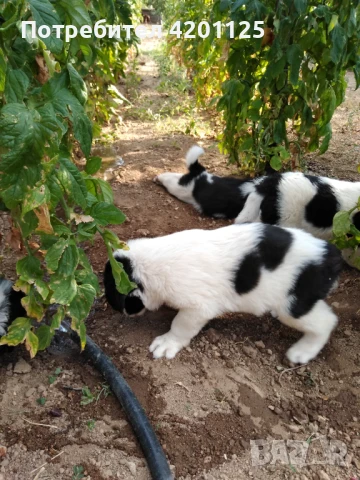 Малки каракачанки , снимка 1