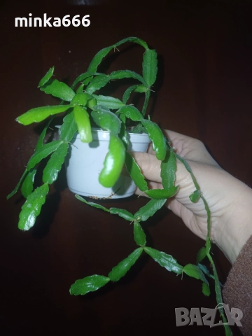 Коледниче, снимка 2 - Стайни растения - 52813831