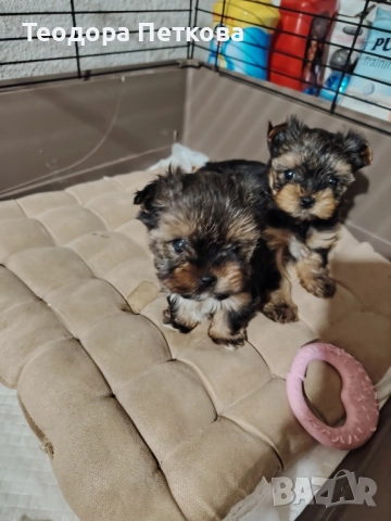 мини йоркширски териер 