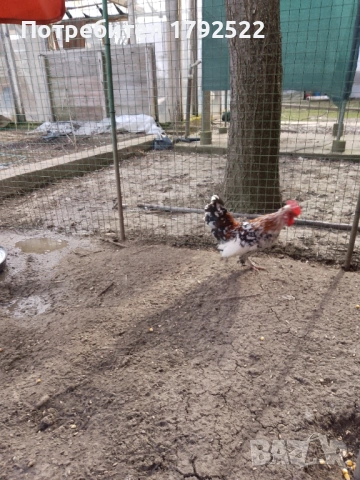 Шабо и бреговски джинки, снимка 6 - други­ - 53646771