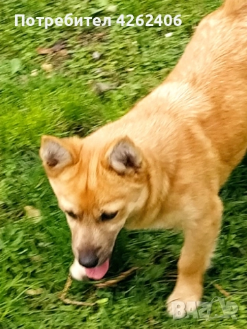 Продавам женско кученце, снимка 2 - Други - 52624392