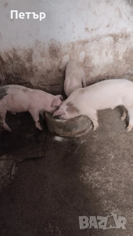Продавам 10 бр.прасета Бълг.бяла по 30 -35кг. На 164 евр. Мъжки скопени ., снимка 9 - Прасета - 47113609
