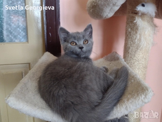 Коледни британчета.