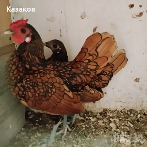 Продавам двойка златен зибрайт