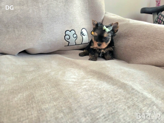 мини йоркширски териер, снимка 4 - Йоркширски териер - 53635508