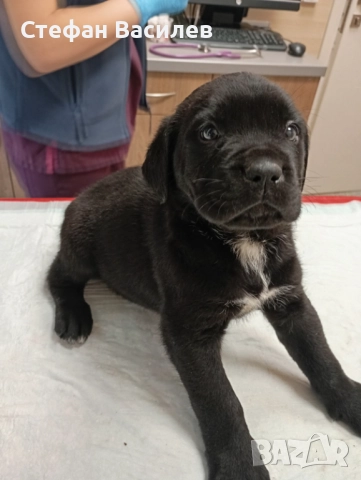 Продавам Кане Корсота, снимка 1