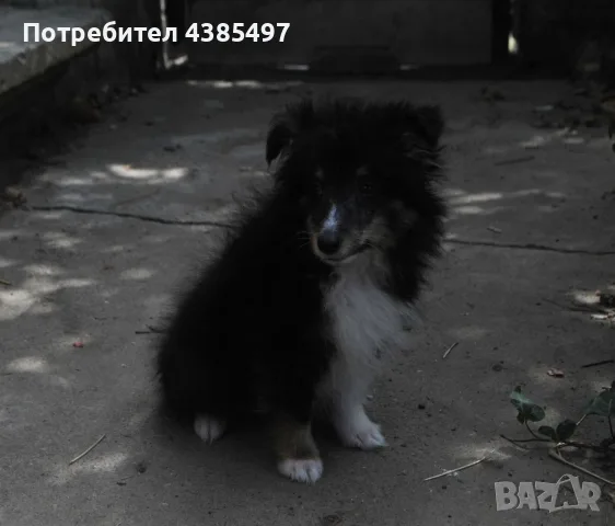 трицветно шелти момиче, снимка 4 - Коли - 55924087