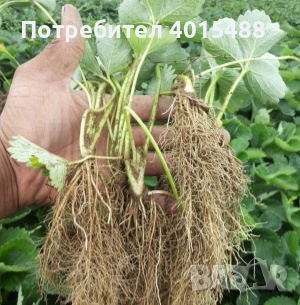 Prodavam korencheta celogodishni qgodi 2 sorta Selva i Ostara, снимка 5 - Разсади - 44673206