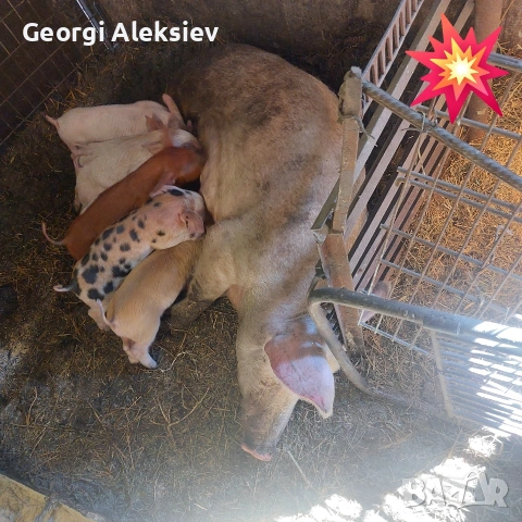 3 свине майки на първо прасило. , снимка 7 - Прасета - 53753100