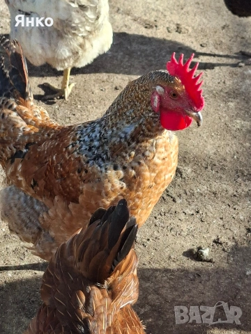 Домашни петли, снимка 13 - Кокошки и пуйки - 52912712