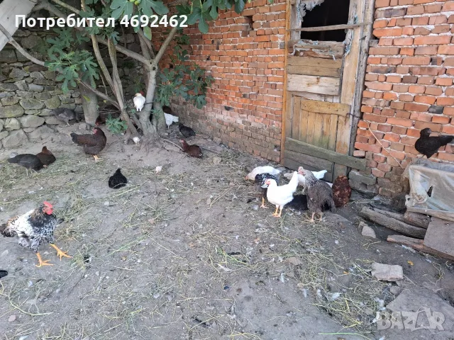 Кокошки, ярки, петли, снимка 2 - Кокошки и пуйки - 56010497