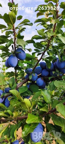 Сини сливи за ракия, сладка, компоти, сокове и други. 