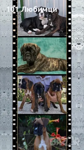 Немски боксери с родословие