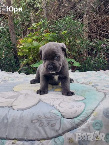 Кане корсо свободно момиче , снимка 2 - Кане корсо - 53083867