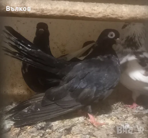 въртеливи гълъби, снимка 3 - Гълъби - 56232867