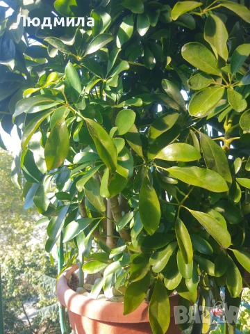 Растение,Шефлера,дърво,зелено,богато за декорация, снимка 4 - Стайни растения - 51305405