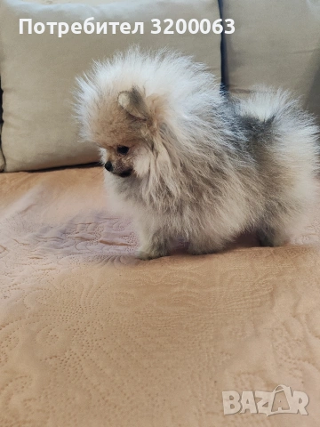 Померан мини померан , снимка 2 - Померан - 53054110