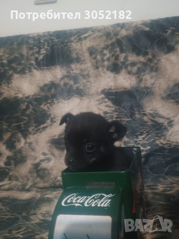 Свободни момчета чихуахуа , снимка 5 - Чихуахуа - 52656105