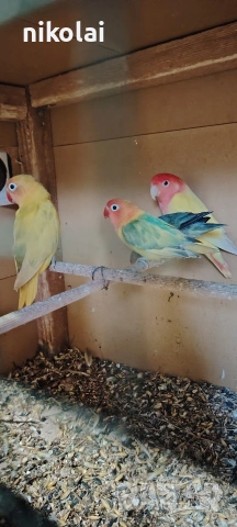 Две двойки Неразделки , снимка 2 - Папагали - 53590569