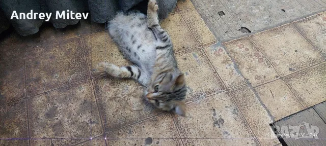 Подарявам малко женско коте, снимка 4 - Други - 56204476