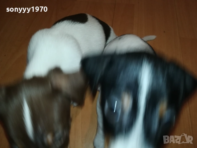 ДЖАК РЪСЕЛ С ПАСПОРТ И ВАКСИНА 1210252135, снимка 6 - Джак ръсел териер - 52031090