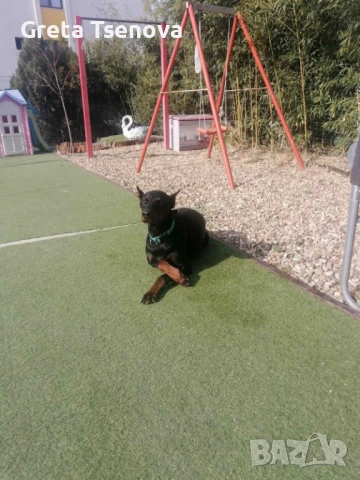 Чистокръвни доберманчета