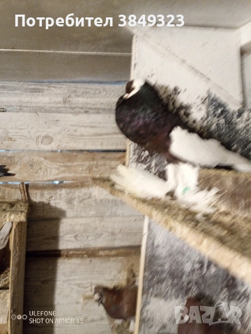 два черни мъжки и жълта женска цената е за трите общо, снимка 3 - Гълъби - 53125898