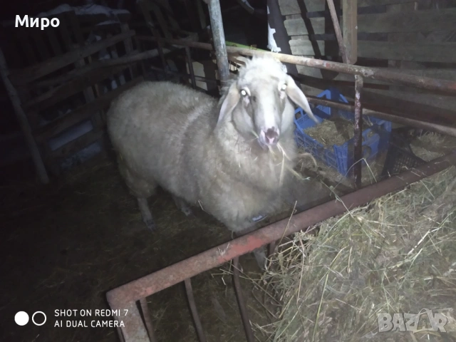 Продавам агне, снимка 2 - Овце - 53347248