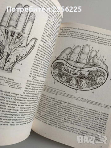 Топографска анатомия, снимка 3 - Специализирана литература - 53694125