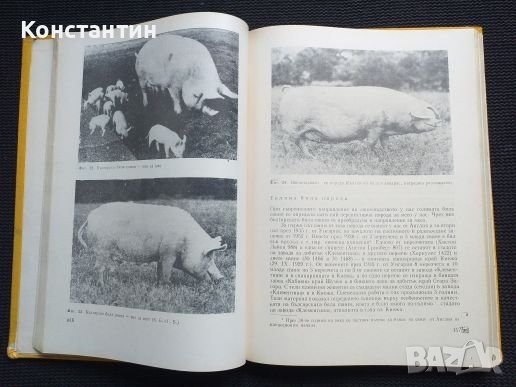 Свиневъдство , снимка 2 - Специализирана литература - 40822085