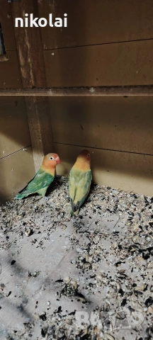 Три двойки Неразделки , снимка 6 - Папагали - 53590569