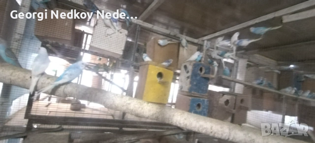 Продавам вълнисти , снимка 2 - Папагали - 53025277