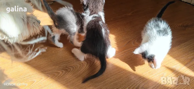 котенца малки коте, снимка 5 - За котки - 56307488