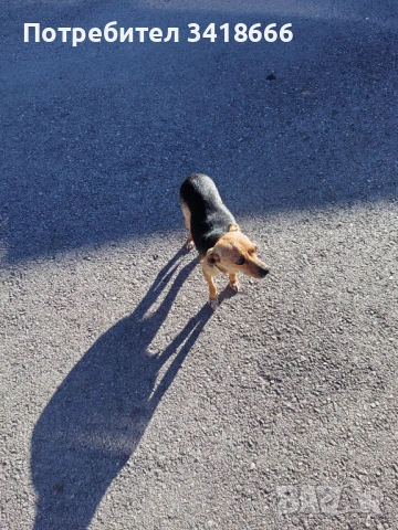 Подарява се пинчер 